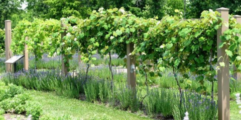 Jak řezat hrozny na pádu podle schématu?